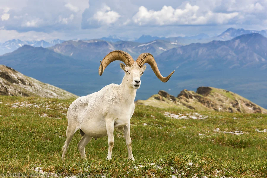 Dall Sheep (North America)
Ovis dalli dalli

DESCRIPTION (male) Shoulder height about 38 inches (97 cm). Weight about 180 pounds (82 kg). Females are considerably smaller