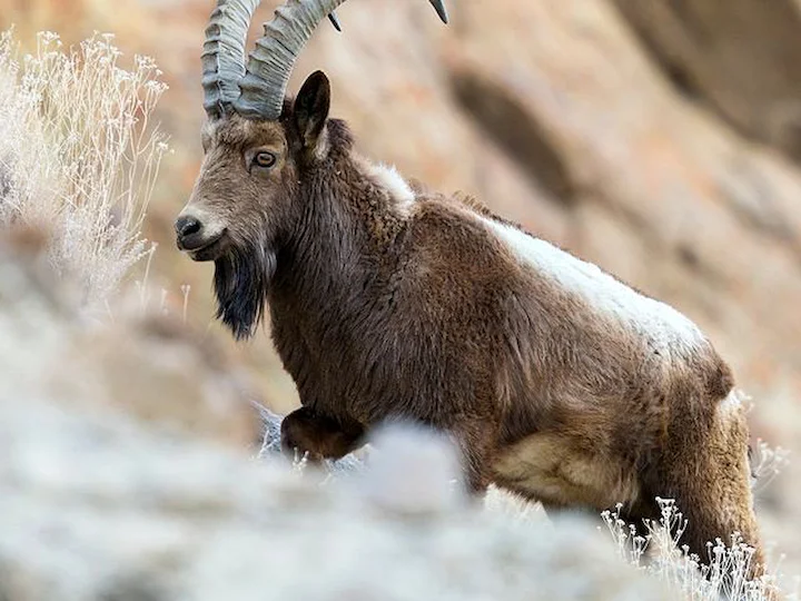 Sibirischer Steinbock (Himalaya-Steinbock) (Capra sibirica hemalayanus)