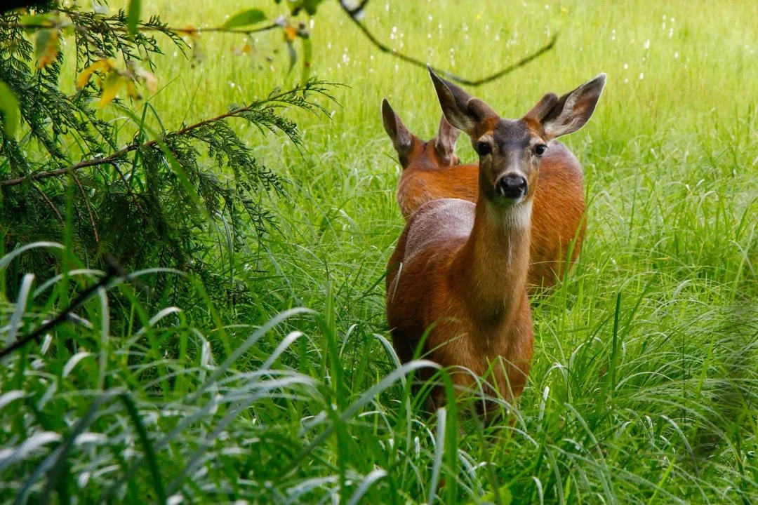 Колумбийски черноопашат елен (Колумбийски мулест елен) (Odocoileus hemionus columbianus)