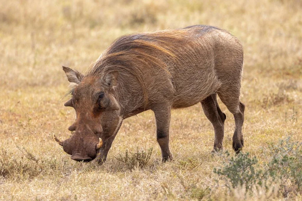 Warrewarrel (Bosvark) (Phacochoerus africanus), 4 of 5