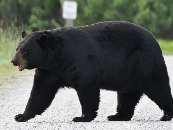 Amerikaanse swartbeer (Floridaswartebeer) (Ursus americanus floridanus), 3 of 3