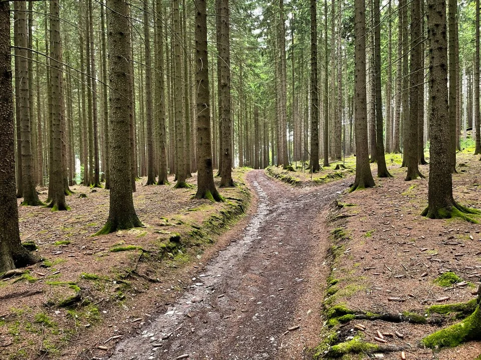 Jagd im ERZGEBIRGE: Geographische Besonderheiten, Wildarten, Jagdmethoden, Traditionen und gesetzliche Rahmenbedingungen… Jagd im ERZGEBIRGE: Geographische Besonderheiten, Wildarten, Jagdmethoden, Traditionen und gesetzliche Rahmenbedingungen…