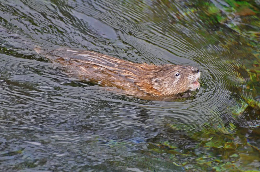 Moerassewer (Amerikaanse moerassewer) (Ondatra zibethicus), 3 of 3