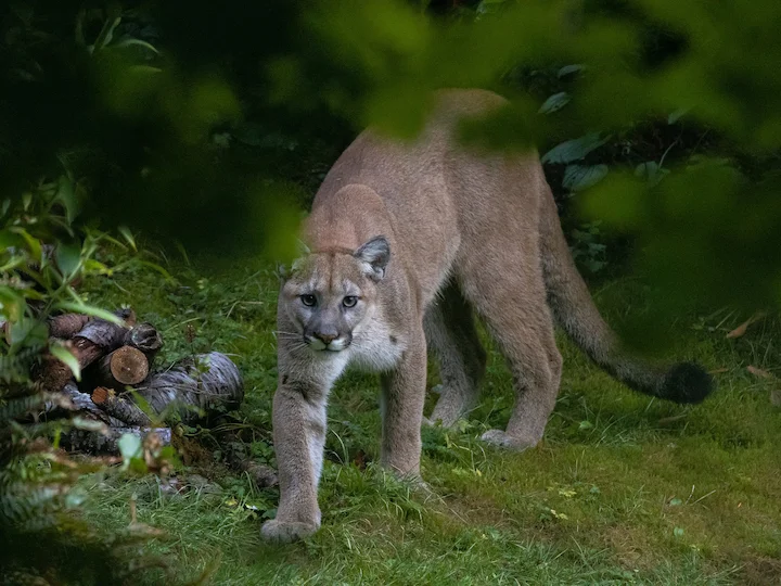 Puma (Cougar, Mountain Lion, Panther) (Puma concolor)