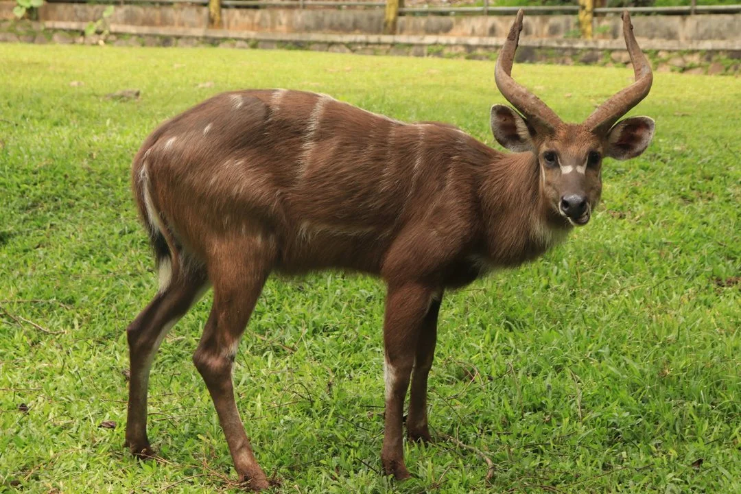 Hunting in Ngounié Province, Gabon: Laws and Legislation, Seasons and Clubs, Communities for Hunters
Natural Aspects of Gabon and Ngounié Province
Ngounié Province, loc