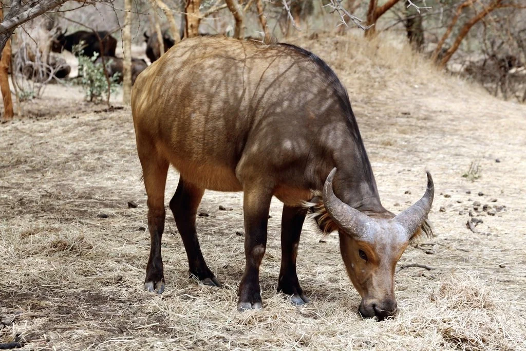 Kafferbøffel (Vestafrikansk bøffel) (Syncerus caffer brachyceros), 3 of 5