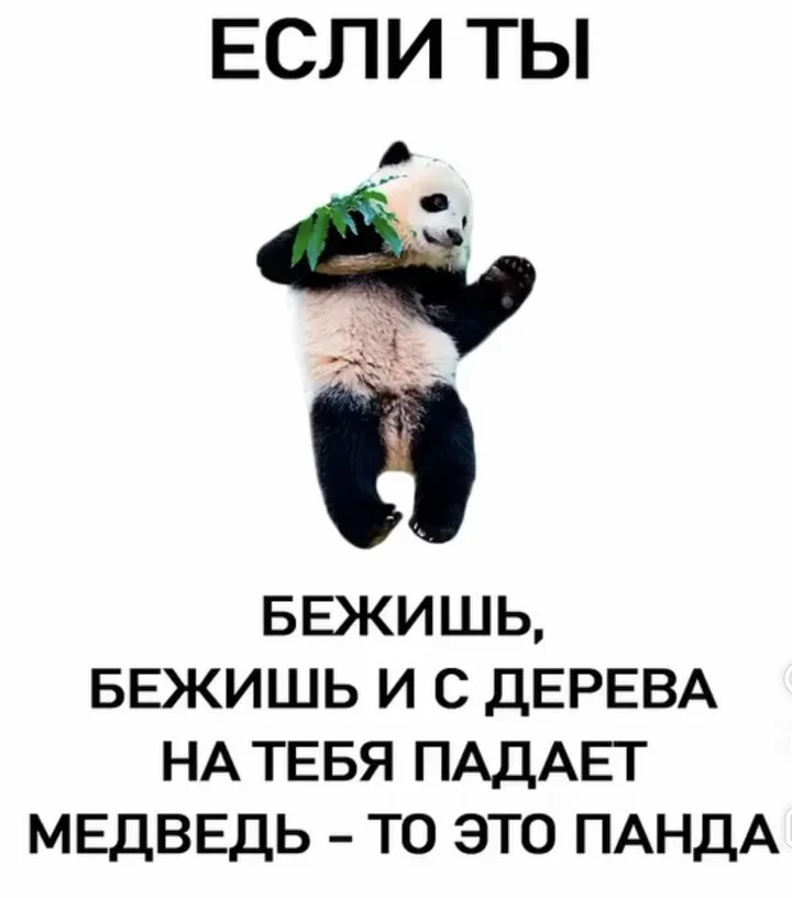 Про медведей