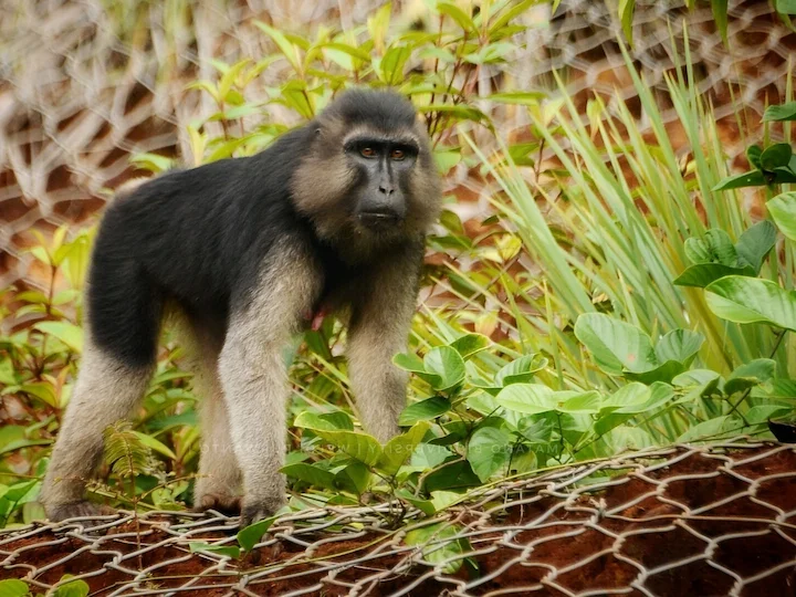 Sulawesistövlemakak (Macaca ochreata)