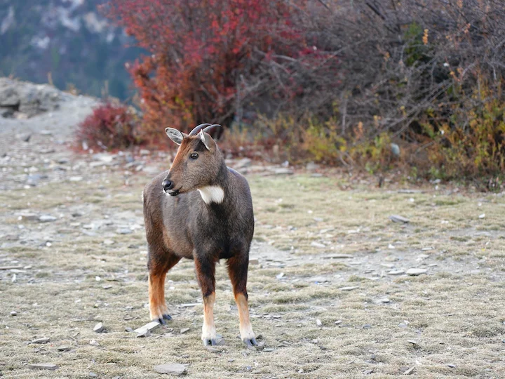 Goral (Bergziege) (Naemorhedus goral)