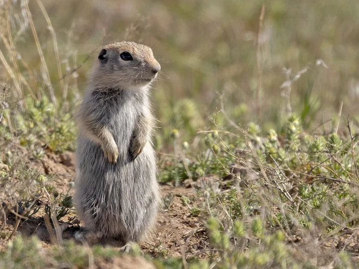 سنجاب أرضي بيويت (Urocitellus mollis)
