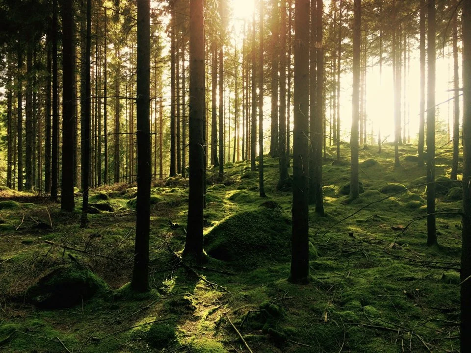 Hunting in Värmland, Sweden: A Detailed Guide for Hunters on Seasons, Species, and Essential Tips for a Successful Experience in this Beautiful Region
In the heart of Sw
