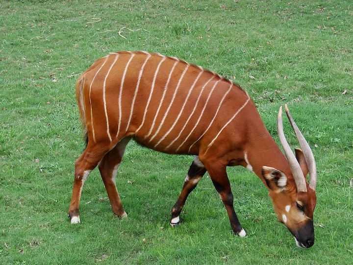 Riesenantilope (Große Kudu) (Tragelaphus eurycerus eurycerus)