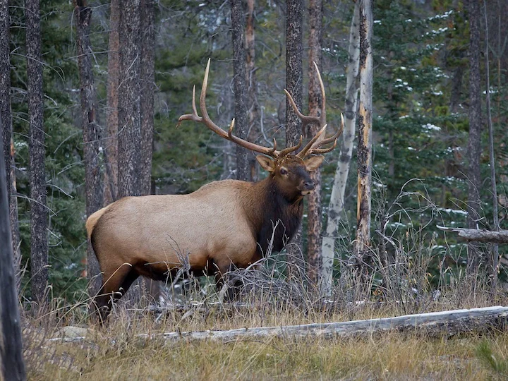 Կարմիր եղջերու (Լեռնային կարմիր եղջերու) (Cervus elaphus montanus), 3 of 3