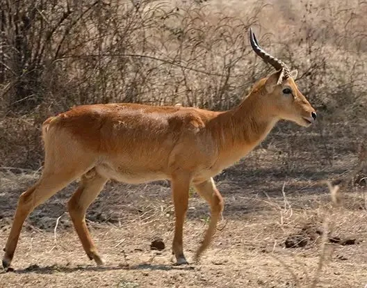 कोब (कोब एंटीलोप)
