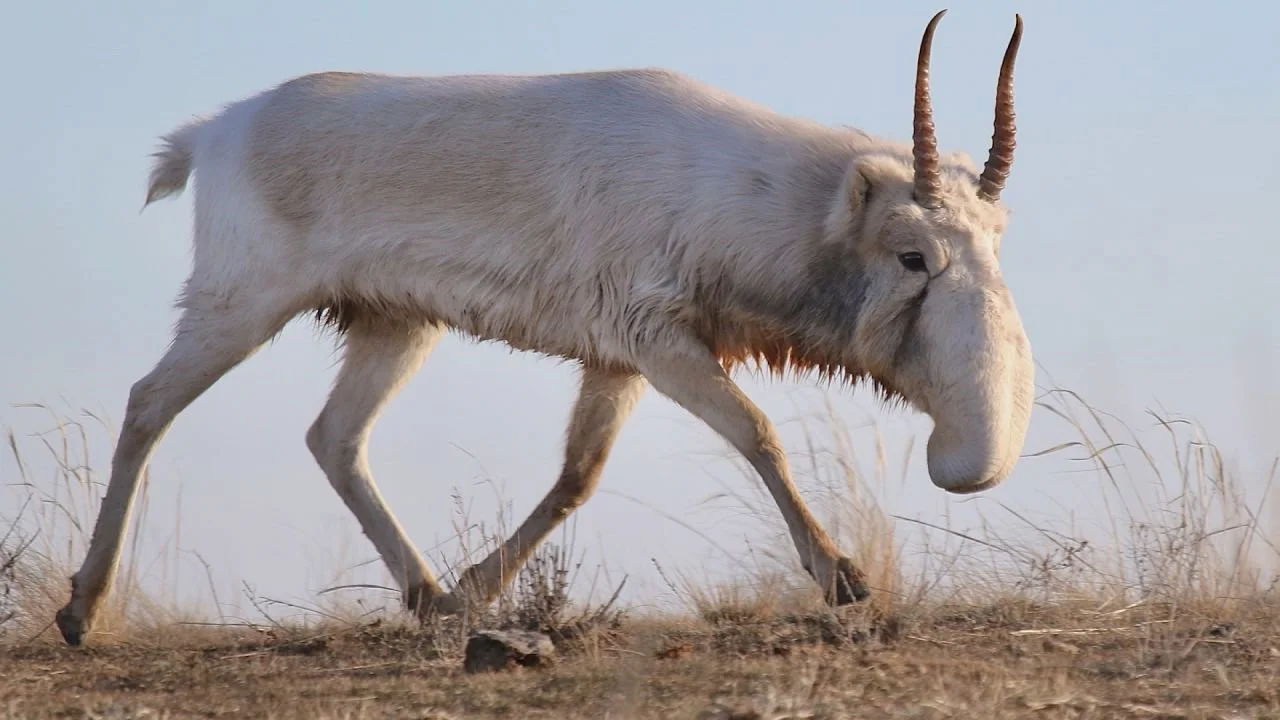 Սայգա (Սայգա անտիլոպ) (Saiga tatarica), 2 of 4