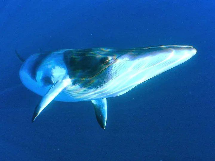 Finnwal (Seitenflosser) (Balaenoptera physalus physalus)