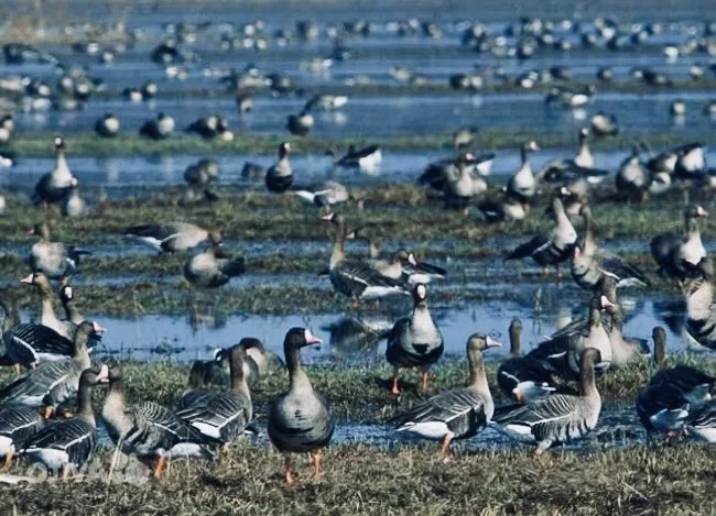 Thousands of Geese Eclipse the Harvest in Finland that is a silent invasion.