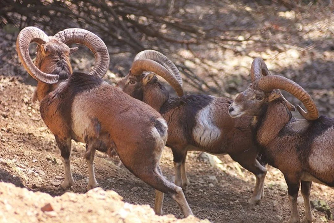 Asiëtiese muisklipskreef (Oosterse muisklipskreef) (Ovis orientalis), 2 of 2