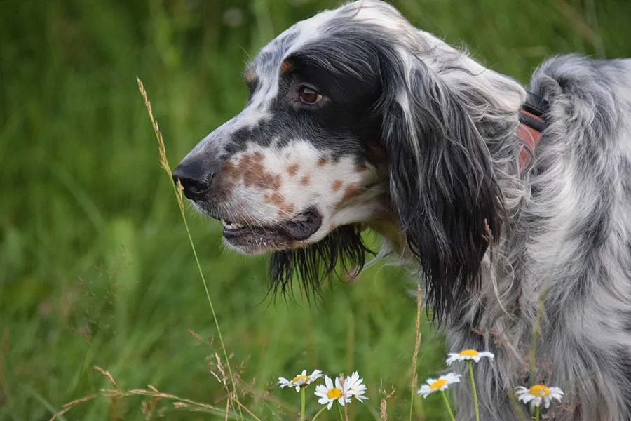 Racen, der ændrede mit liv
Racen, der ændrede mit liv
Engelsk setter - havskum på toppen af en bølge, vinden raslende i græsset, en hund og en kat... Uden at foregive a