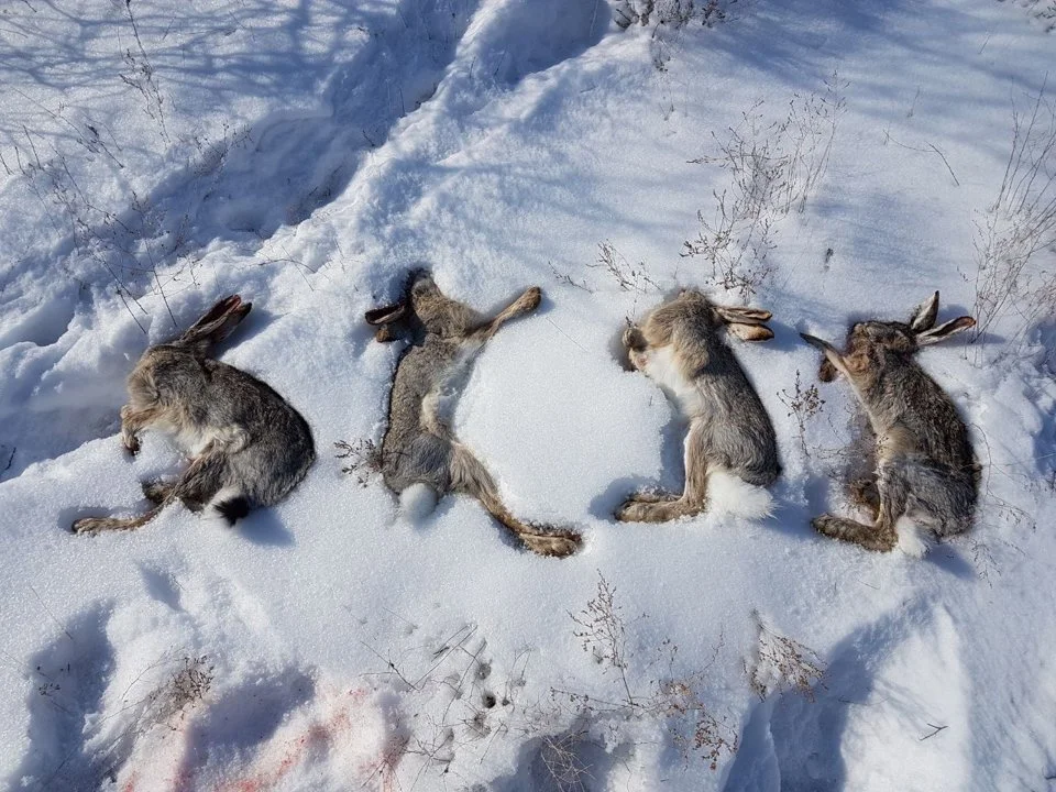 Методы, места и традиции охоты на зайца в Казахстане
Охота на зайца в Казахстане — это не просто способ добычи дичи, а целый пласт охотничьей культуры, проверенный време