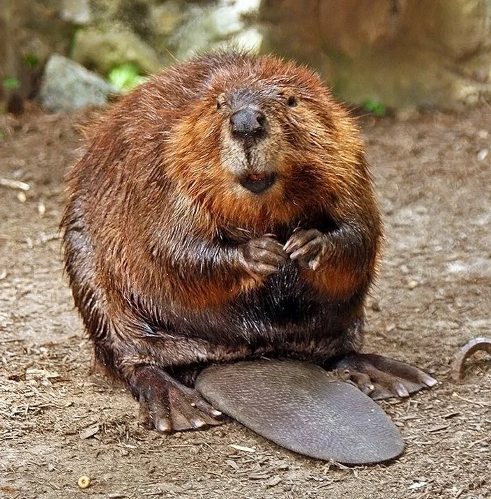 Canadese bever (Amerikaanse bever)