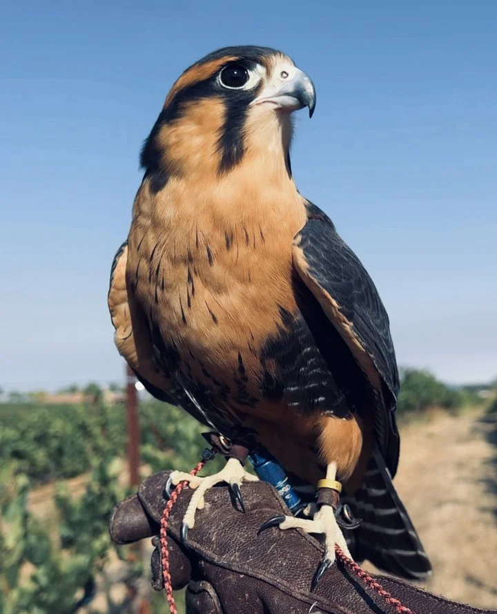 Harris Hawk: One of the Most Popular Birds Used in Falconry, History, Hunting Behavior, Training.

The Harris hawk (Parabuteo unicinctus) has a legacy that stretches back