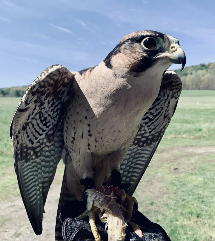 Falconry Schools and Training Centers in the USA: Where to Learn the Ancient Art of Hunting with Raptors