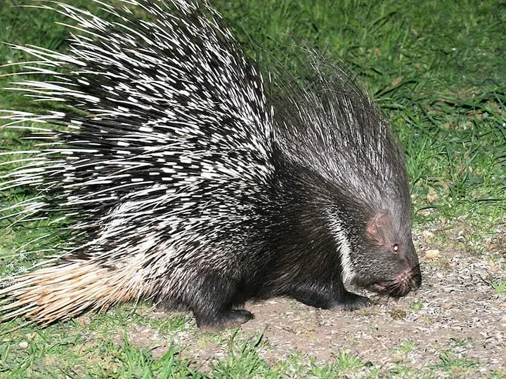 Stekelvark (Indiese stekelvark)
