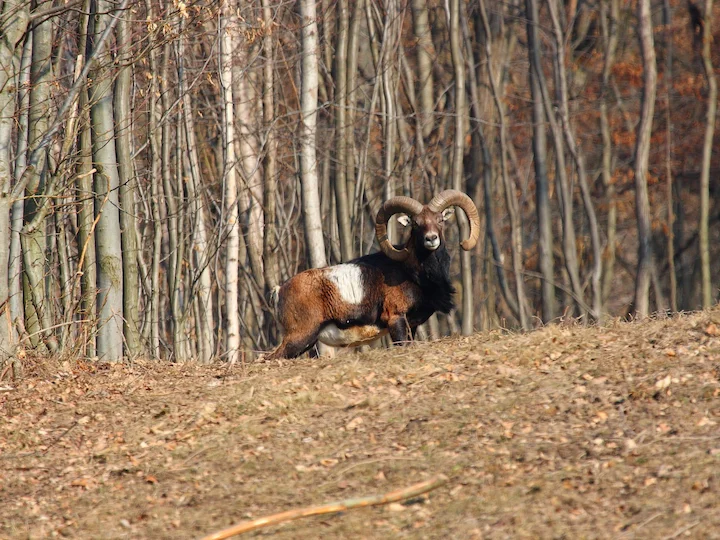Ovce domácí