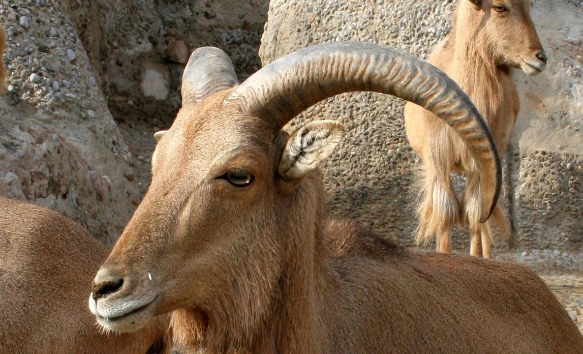 Աֆրիկյան վայրի ոչխար (Բարբարյան վայրի ոչխար) (Ammotragus lervia lervia), 3 of 3
