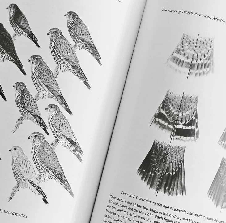 Falconry Books and Documentaries — Essential Reads, History, and Must-Watch Films for Hunters and Falconers Falconry Books and Documentaries — Essential Reads, History, and Must-Watch Films for Hunters and Falconers