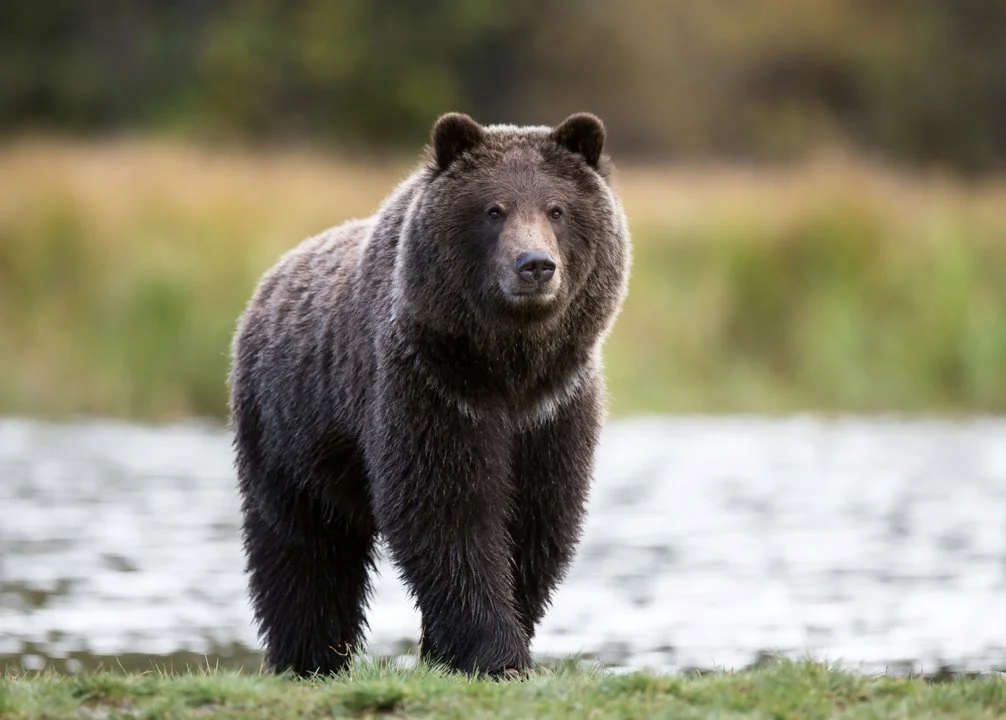 Grizzlybeer (Grizzly) (Ursus arctos horribilis), 2 of 2