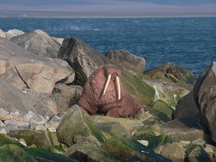 Լապտևի գարշահոտ (Լապտևի մորժ) (Odobenus rosmarus laptevi), 3 of 3