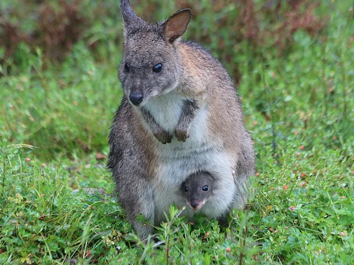 Rooinekpademelon