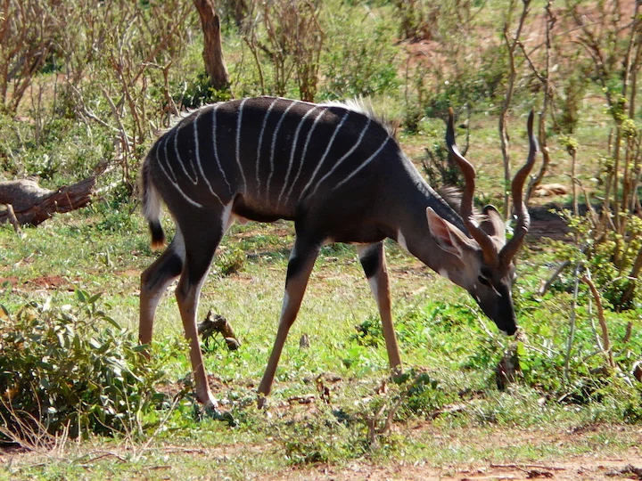 Kudu minore