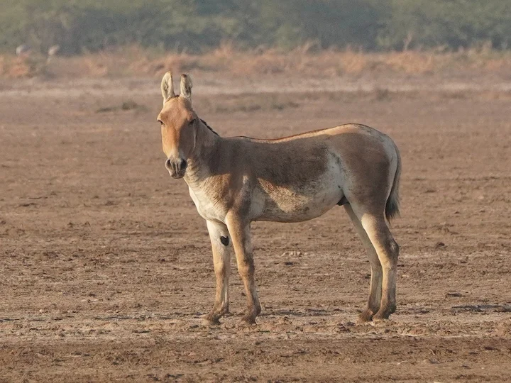 Asiatic Wild Ass (Hemione, Onager)