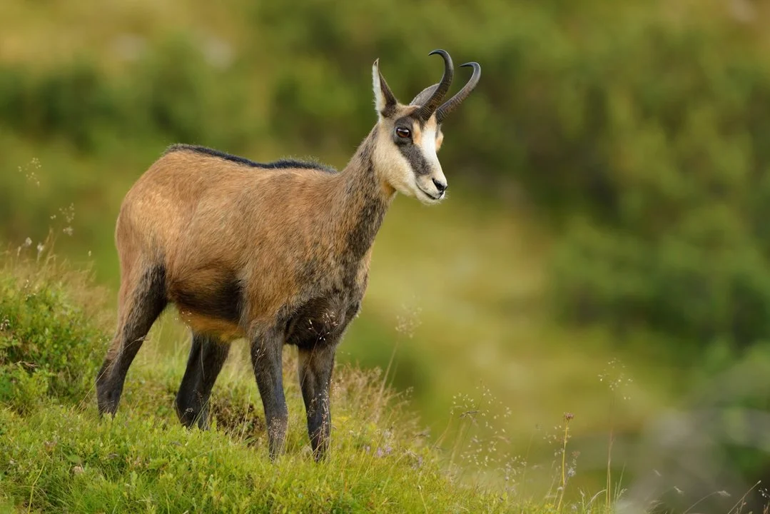 Karpatoriese gemsbok (Karpate-gemsbok)