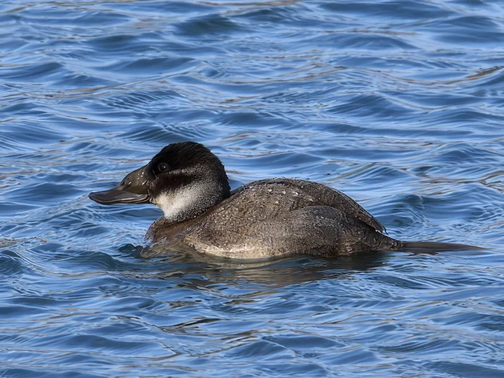 Bijeloglavi čaplja (Oxyura leucocephala)