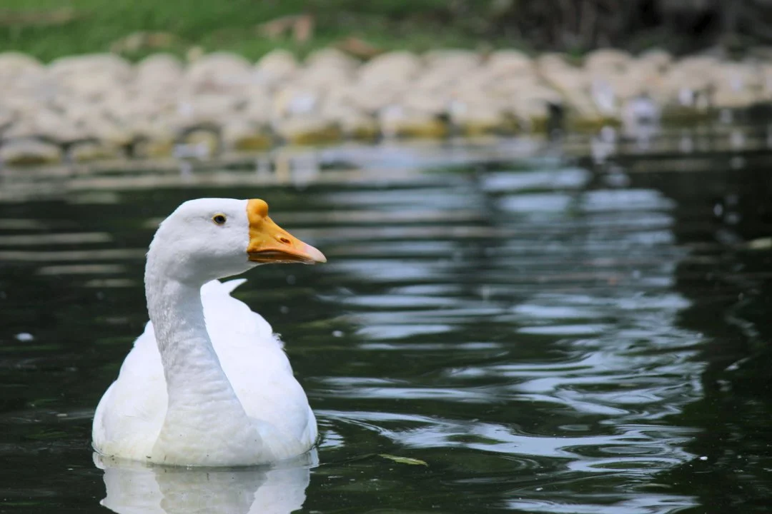 Vogelgrippe Brandenburg 2026: 20.000 Enten in Märkisch-Oderland betroffen
Vogelgrippe in Brandenburg: 20.000 Enten müssen nach H5N1-Ausbruch in Altlangsow (Märkisch-Oder