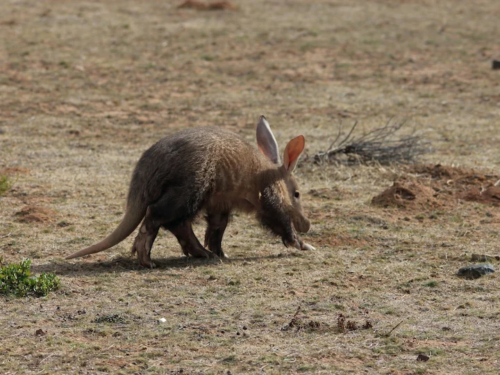 Erdferkel (Ameisenbär) (Orycteropus afer)