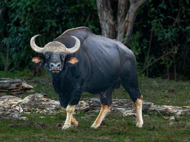 Gaur (Indiese bison) (Bos gaurus), 3 of 3