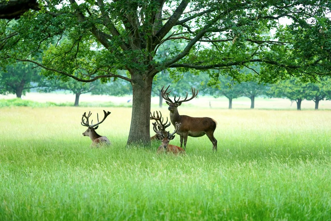 Hunting in National Parks, Special Territories: geography, types of hunting and hunting animals, hunting seasons and leg…