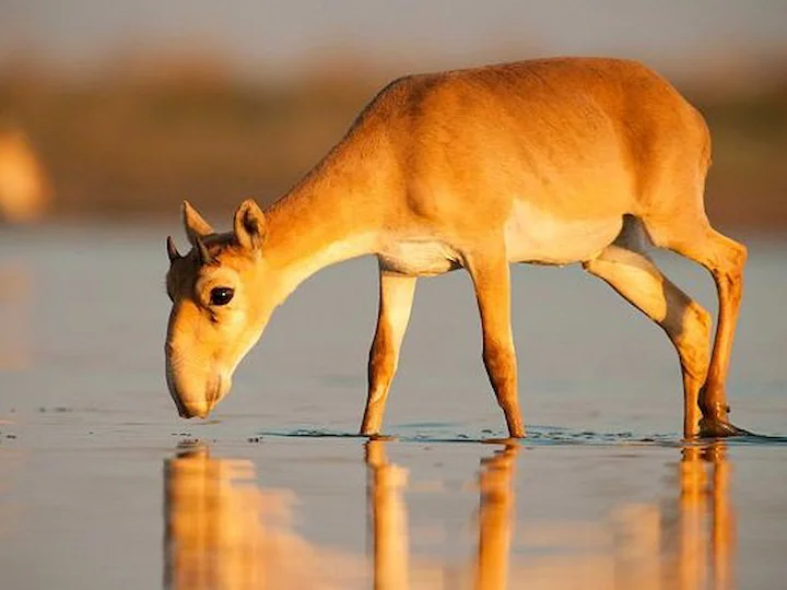 Saiga (Mongoliese saiga) (Saiga tatarica mongolica), 3 of 3