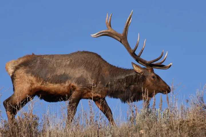 🦌 Pennsylvania Big Game Hunting 2026: Electronic Tagging Bill HB 2363 Heads to Senate 🦌 Pennsylvania Big Game Hunting 2026: Electronic Tagging Bill HB 2363 Heads to Senate