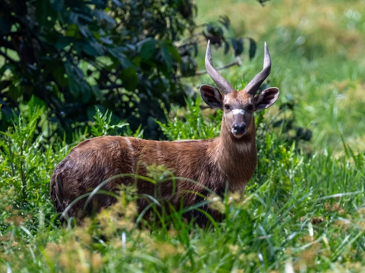Sitatunga (Speke se sitatunga) (Tragelaphus spekei), 3 of 3