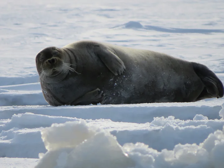Foca barbuta
