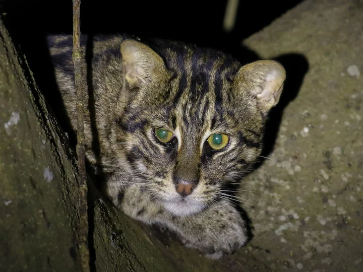 Viskatt