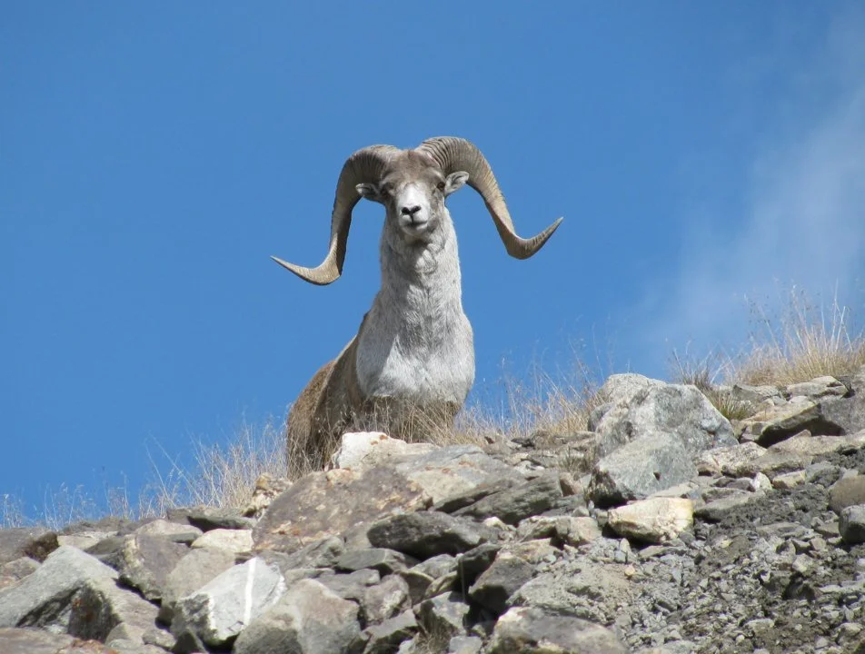 Hunting in Govisümber Province, Mongolia: game, hunting seasons, unique hunting experience, Demographics, Associations and Clubs, Laws and Hunting Seasons
Deep in the so