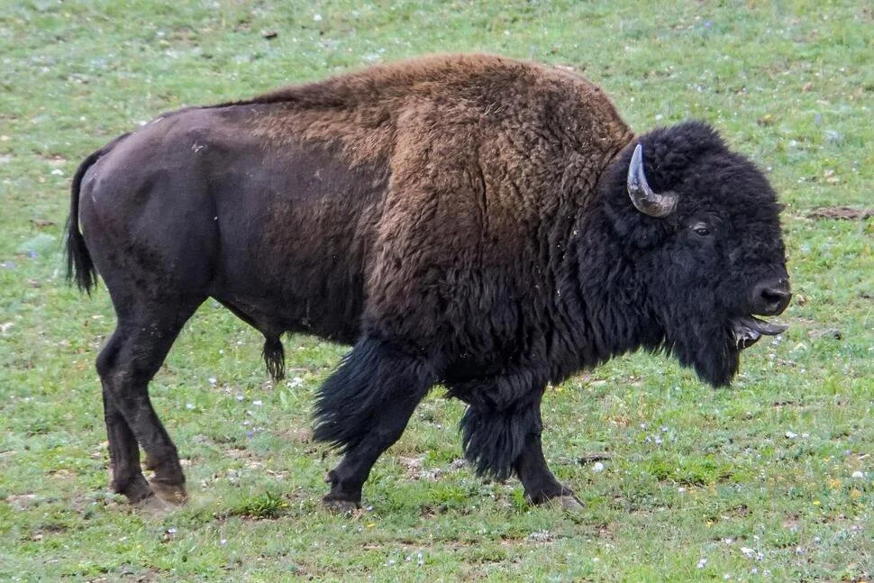 Grand Canyon Won't Seek Volunteers to Kill Bison This Fall
Grand Canyon National Park has decided not to extend a pilot project this fall that used volunteers to kill bi
