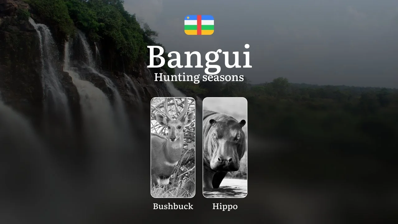 Hunting Through the Seasons in Bangui: Rules, Permits & Cultural Events and Traditions Hunting Through the Seasons in Bangui: Rules, Permits & Cultural Events and Traditions